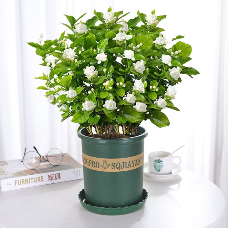 LAST DAY Promotion 49% OFF🌸Jasmine Potted Plant (Can be planted in winter)