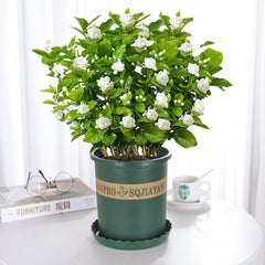LAST DAY Promotion 49% OFF🌸Jasmine Potted Plant (Can be planted in winter)