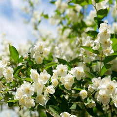 LAST DAY Promotion 49% OFF🌸Jasmine Potted Plant (Can be planted in winter)