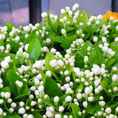 LAST DAY Promotion 49% OFF🌸Jasmine Potted Plant (Can be planted in winter)