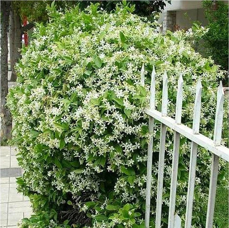 LAST DAY Promotion 49% OFF🌸Jasmine Potted Plant (Can be planted in winter)