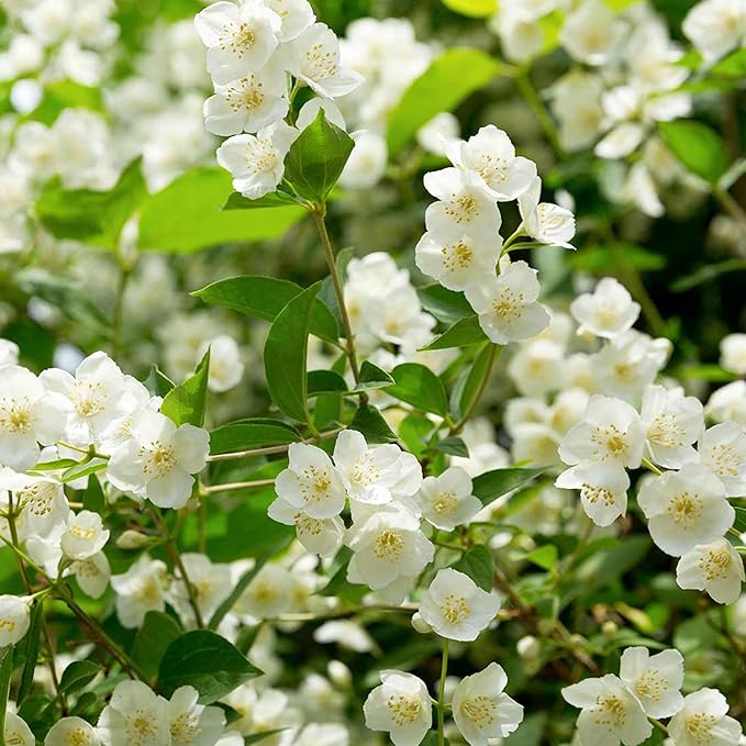 LAST DAY Promotion 49% OFF🌸Jasmine Potted Plant (Can be planted in winter)