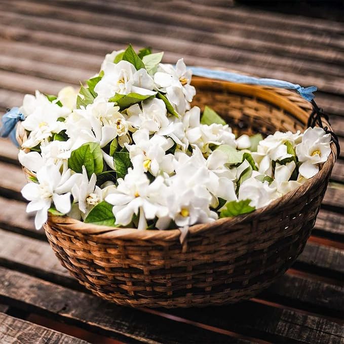 LAST DAY Promotion 49% OFF🌸Jasmine Potted Plant (Can be planted in winter)