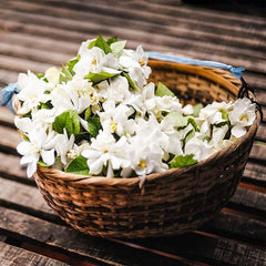LAST DAY Promotion 49% OFF🌸Jasmine Potted Plant (Can be planted in winter)